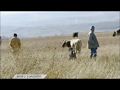 საოკუპაციო რეჟიმის გადაწყვეტილება