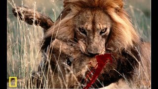 Wildlife Extreme Predators - African Savanna (Nat Geo)