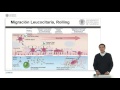 La inflamación: la migración leucocitaria. |  | UPV