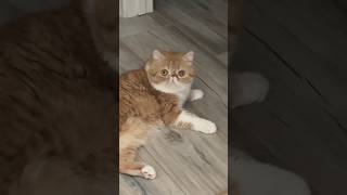Post-op and Robbie update continued. Bonus Robbie and Louise content at the end.