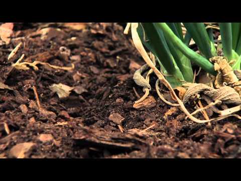 Fertilizing Garlic and Shallots