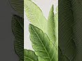 Large Green Leafs Painting Plaster Wall Art 3D Large Textureart Canvas Art
