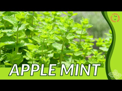 וִידֵאוֹ: Apple Mint Care - How To Grow An Apple Mint Herb Plant