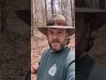 PRACTICAL APPROACH for a LONG-TERM PRODUCTIVE FOREST #logging  #forest
