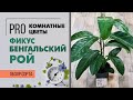 Фикус Бенгальский Рой - любовь с первого взгляда | Один из самых красивых сортов фикуса