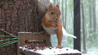 Май. Белки. Снег / May. Squirrels. Snow