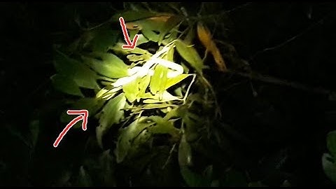 Bắt rắn cuối mùa ở nơi mà tối đến không ai dám tới| Snake catch at night