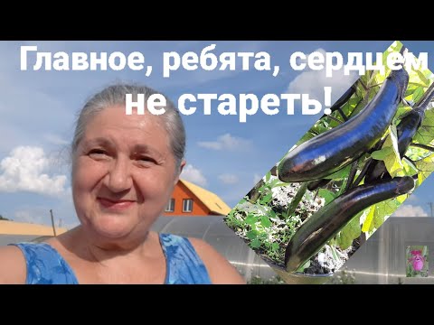 Делюсь секретами продаж. Привезли сено, вырастила баклажаны! Помидоры съела индюшка 