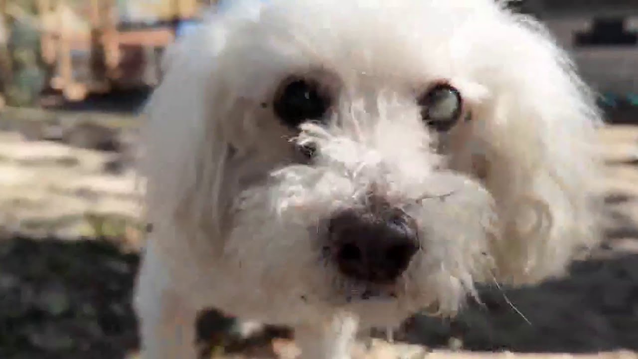 Meet Coco, a sweet senior dog looking for a new home