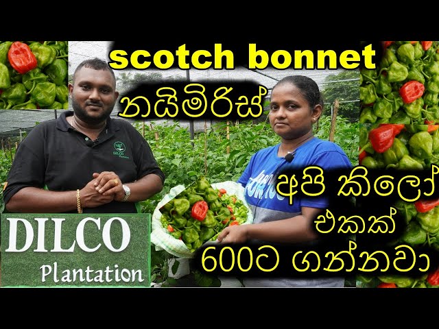 නයිමිරිස් වගාව scotch bonnet nayimiris සාර්තකව නයිමිරිස් වගාවක් කරන්නේ කොහොමද How to successfully