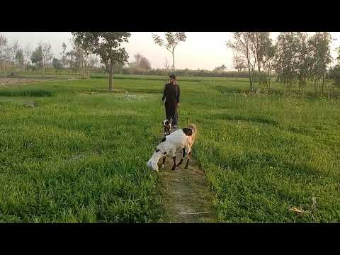 Man with animals mating 2022 (HD Animals toop 3)