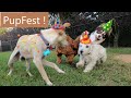 Echo lake small dog park presents furry frolicking and an interview with 2 special guests