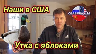 картинка: Русские в Америке. Утка с яблоками