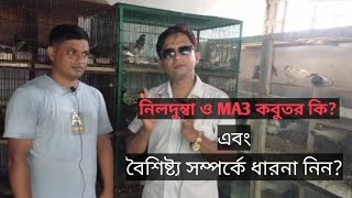 নিলদুম্বা ও MA3 কবুতরের বৈশিষ্ট্য কি?সে সম্পর্কে ধারনা নিন। High Flyer Pigeon Tips.