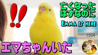 Nan Nan Back Skip Navigation Search Search Sign In Home Home Explore Explore Shorts Shorts Subscriptions Subscriptions Library Library History History Play All セキセイインコ ピーちゃん Parakeet Budgie Pee Chan 484 Videos 25 1 Views