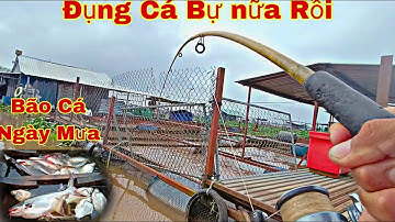 Câu Cá Trên Xuồng | Bão Cá Ngày Mưa Phút Cuối Dính Cá Dồ Đém Lớn Kéo Sướng Tay | Trần Đại Fishing