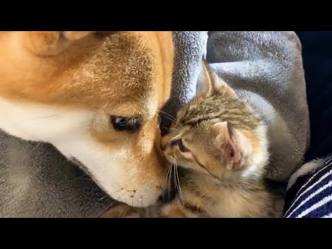 子猫を我が子のようにしていく柴犬リコマジック Shiba Inu loves a kitten