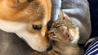 子猫を我が子のようにしていく柴犬リコマジック Shiba Inu loves a kitten