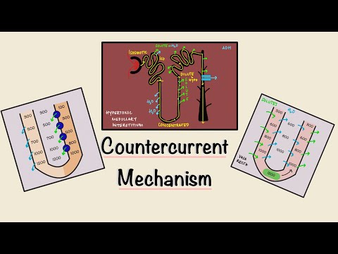 Video: Tijdens concentratie van urine nacl wordt teruggegeven?