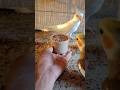 Adorable cockatiel parrot 🦜😍 #shorts #cockatiel #yellowcockatiel48