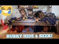 Hide & Seek With Our Kids & Huskies!! [FUNNIEST REACTIONS]