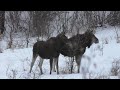 Увидел лосей и загнал их домой.