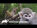 Macacos-esquilo se preparam para deixar abrigo de inverno | O Zoológico | Animal Planet Brasil