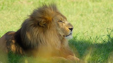 The Global Biodiversity Framework Fund: a 