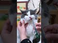 💊薬を見破る猫に勝った！ペット用投薬器が便利すぎる😹 #猫用品 #ペットケア