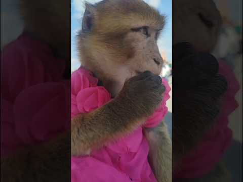 انا تشوف معي هذا القريده سبحان الله العظيم كي تتنقي السنيعه مرحبا بكم اكسبلور العريفي