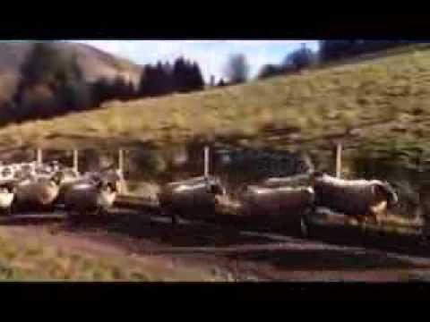 Count Sheep To Make You Sleep