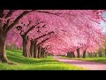 RESTORE THE NERVOUS SYSTEM 🌸 Gentle music, soothes the nervous system and refreshes the soul