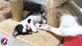A ferocious rescued kitten got a big cat who is good friends enough to fight!