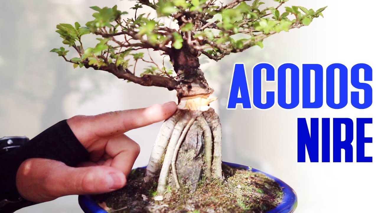 Acodos en Zelkova Nire sobre Roca