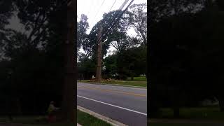 Tree Felling