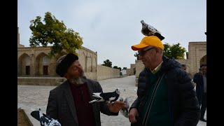 Голуби на голове, баранина в тандыре и хлопковое поле под Бухарой