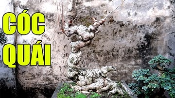 Quá bất ngờ cây CÓC QUÁI nhà ông Duyên, Ngọc Đà Hưng Yên