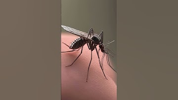 Mosquitos Superpower to Their Survival