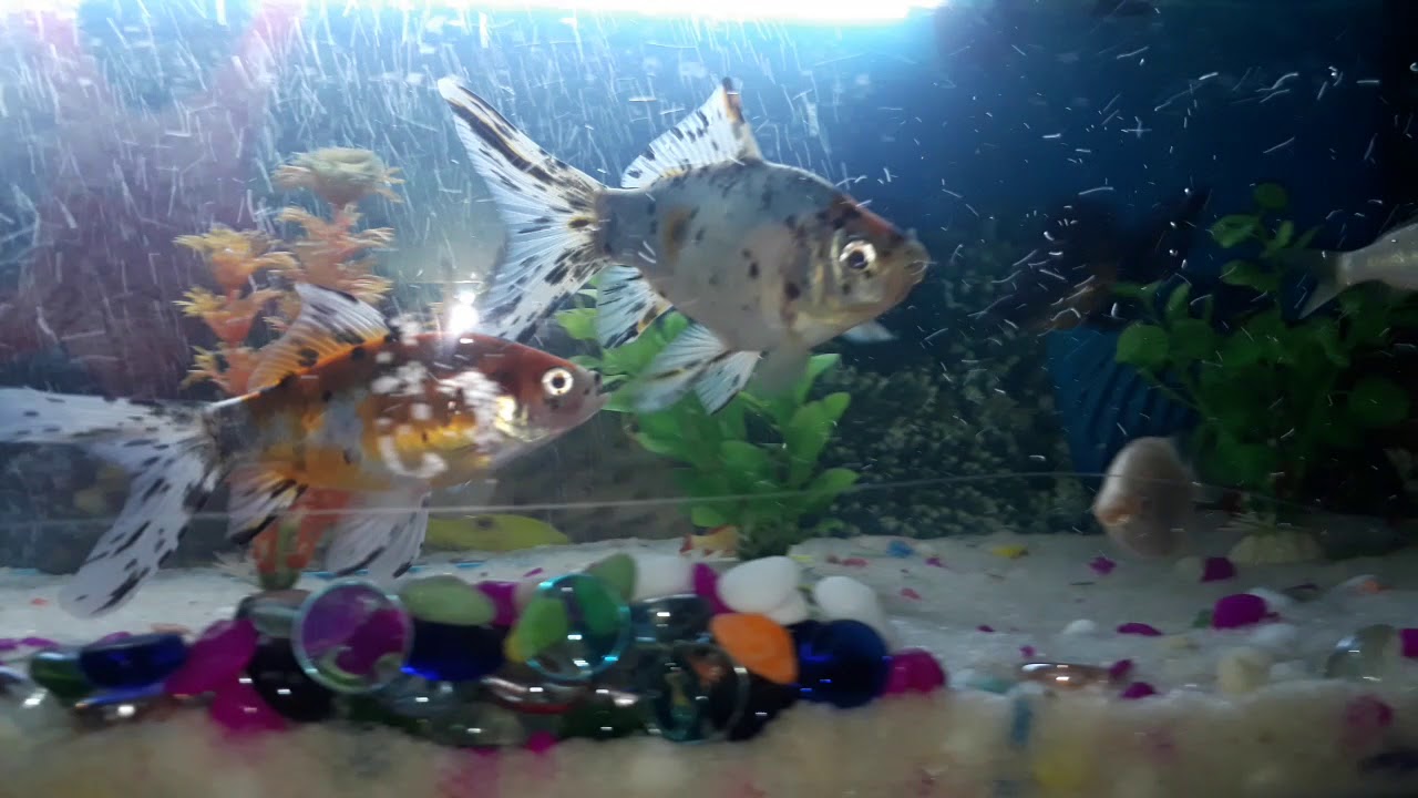 Fish aquarium YouTube