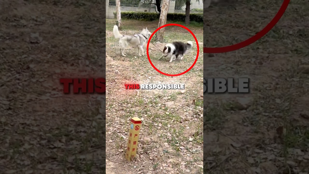 You’ve Never Seen a Dog This Smart 🐶🔥
