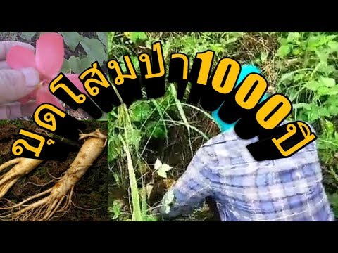 หาโสมป่าช่วงฤดูฝน (โสม1000ปี)