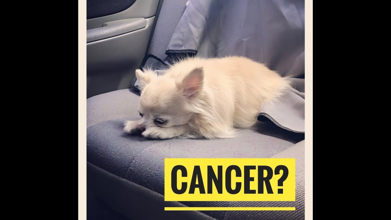 dog lymphoma