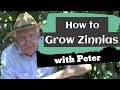 How to Grow Zinnias | Gardening Ideas | Peter Seabrook
