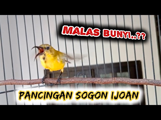 SOGON TROTOL GACOR NGLEPER PANCINGAN SOGON IJOAN AGAR BUNYI     #sogon #sogonijoan #sogontrotolgacor class=