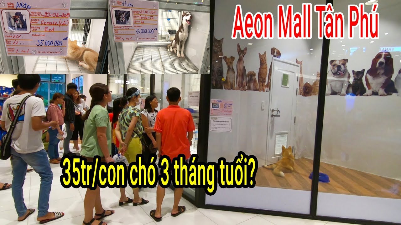 sieu thi thu cung 2022 Chuyện lạ: Siêu thị đầu tiên tại Việt Nam Bán Chó cưng giá 35 triệu/con ở AEON Mall Tân Phú