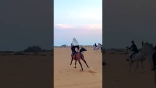 حصان عربي مجنون وراعيه مجنون (ابونايف)  horse trick riding