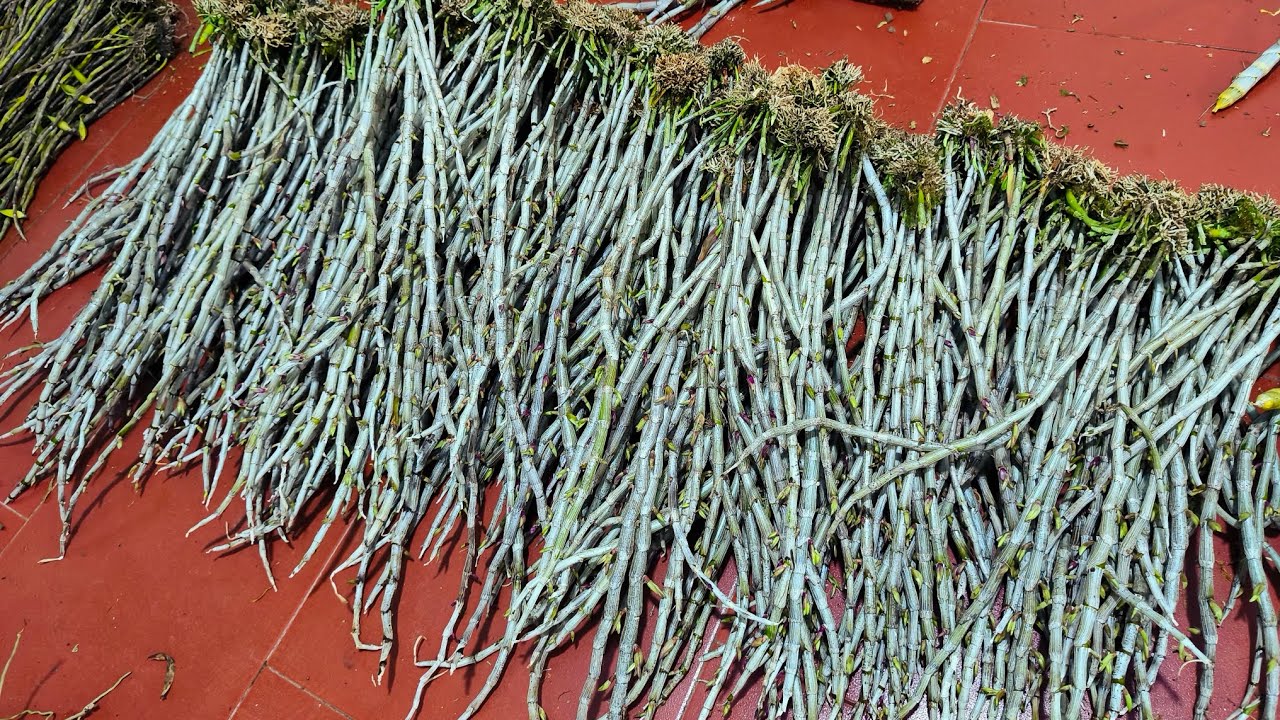 Lan rừng tối 02/2_siêu kèn nụ, phú thọ, địa lan, đên rô xuân. 0392598516