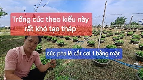 Khó khăn tạo tháp chậu cúc khi bấm bằng mặt ngọn lần một, minh chứng rõ nhất khi trồng hoa kiểu này 