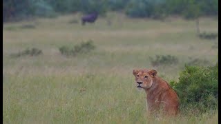 Lioness Hunting on Open Plains (Mbiris)