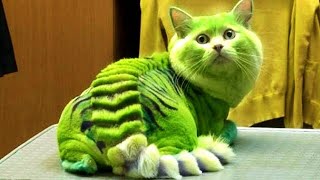 दुनिया की 5 अजीबोगरीब बिल्ली 5 Most unique cats in the world